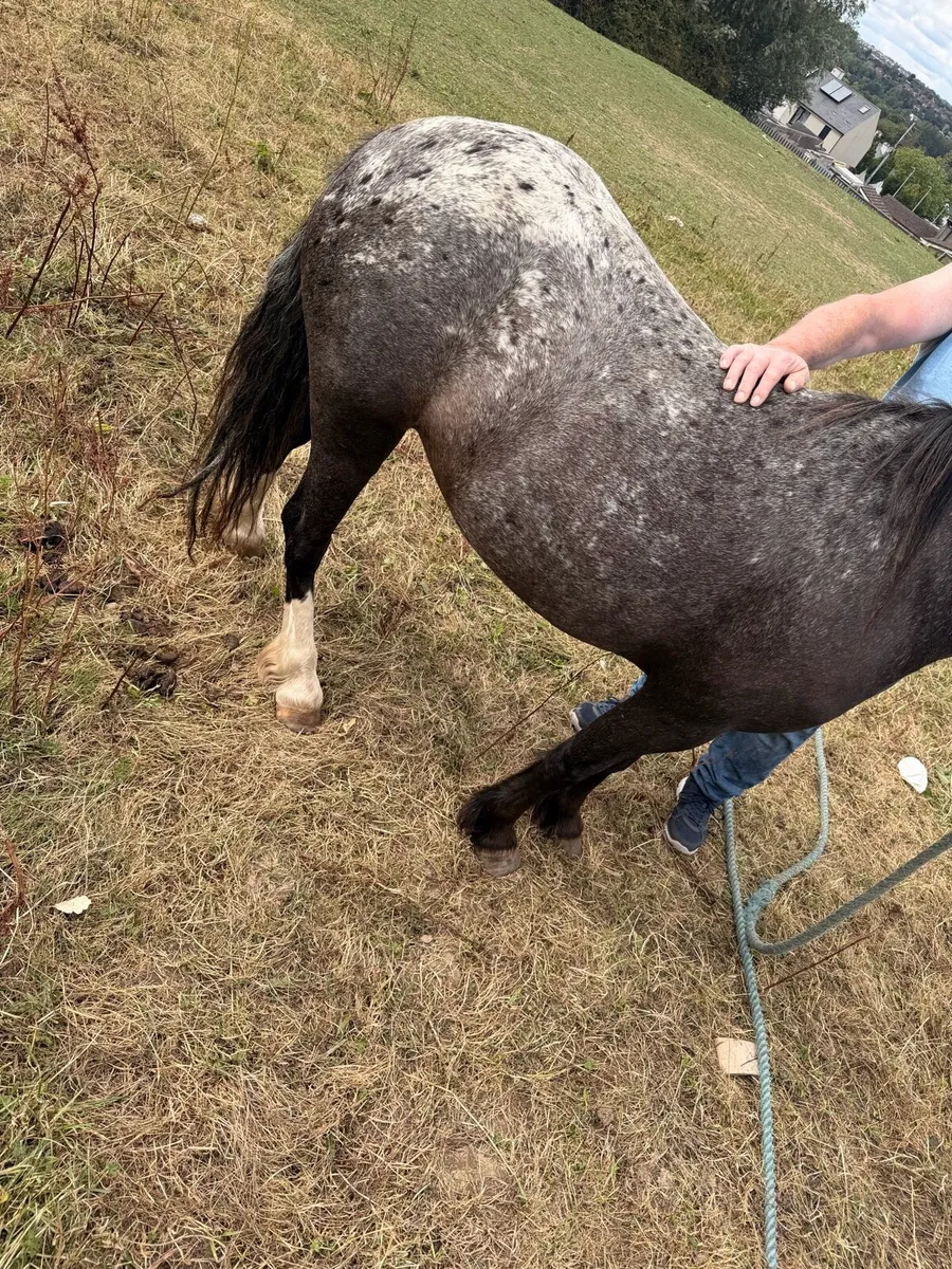 Half bred pony - Image 2