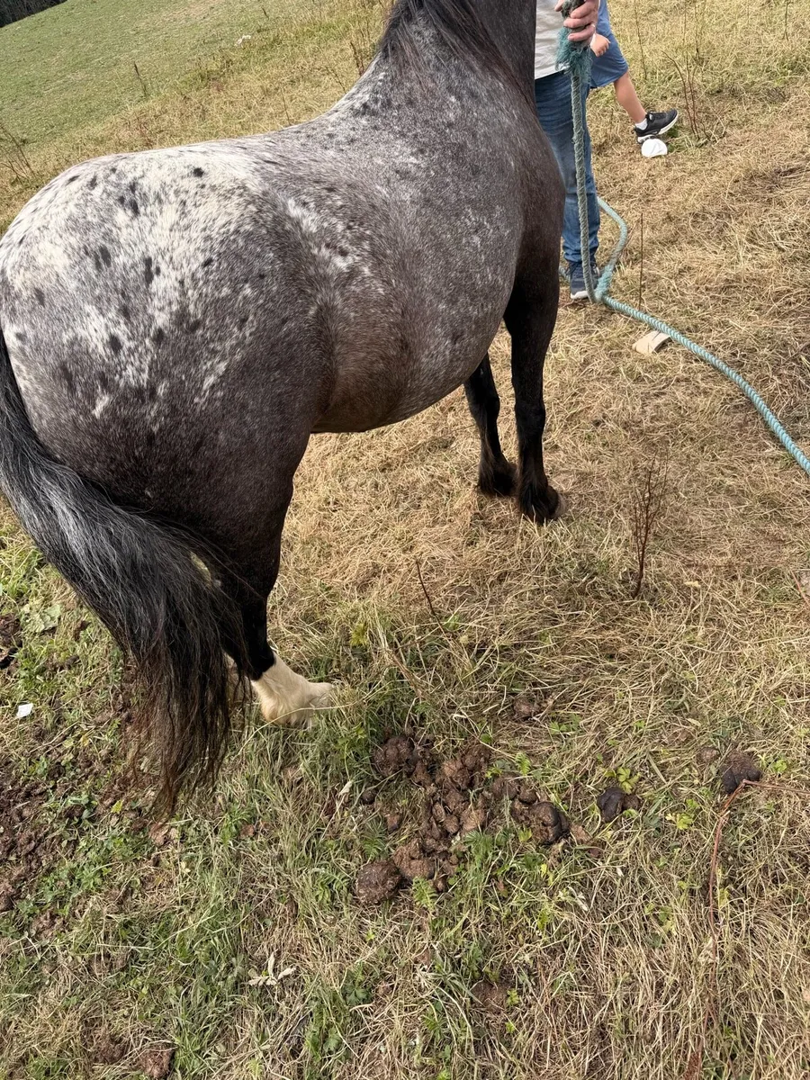 Half bred pony - Image 3