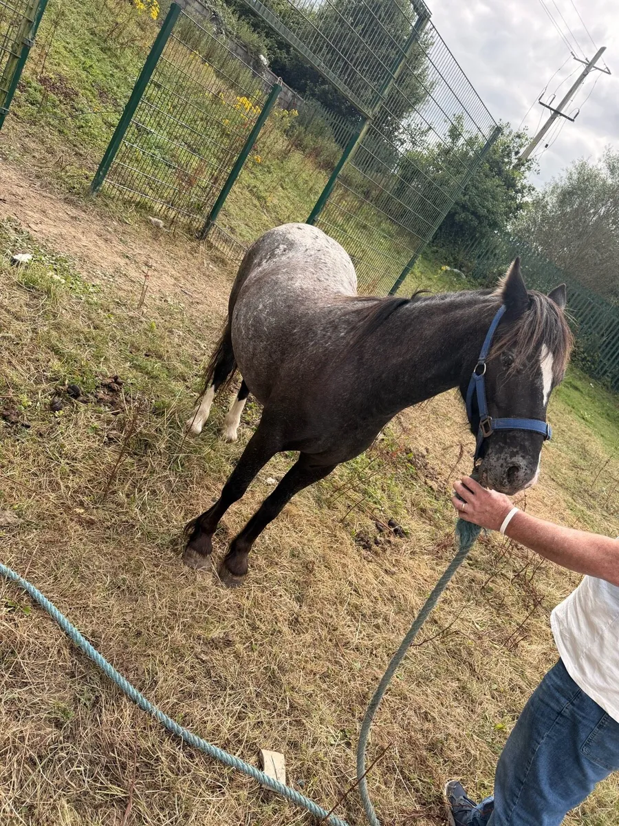 Half bred pony - Image 4