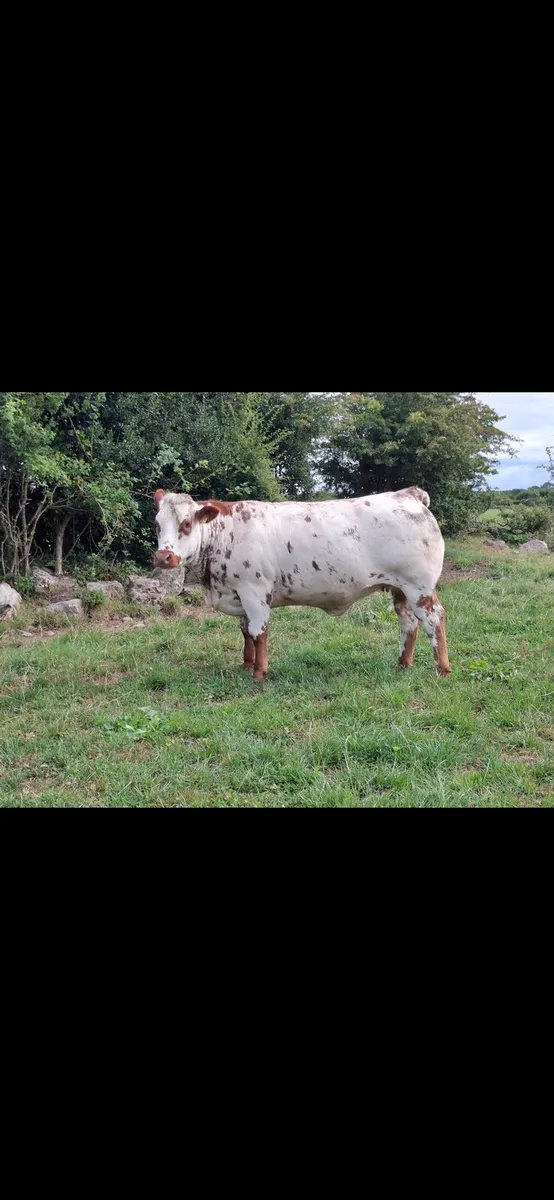 Heifers for BALLA Sat 8th August - Image 3