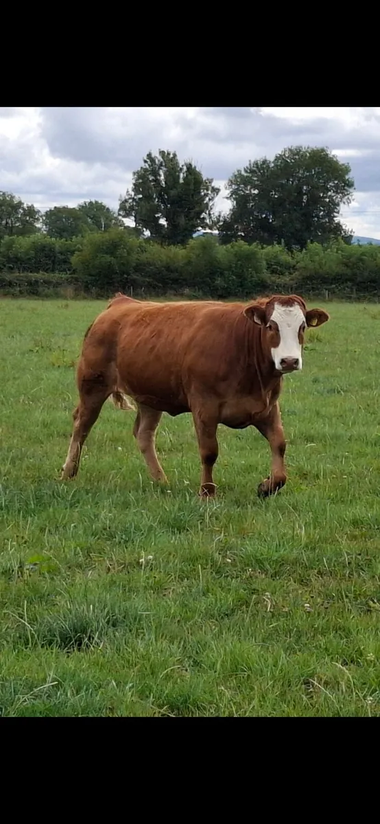 Heifers for BALLA Sat 8th August - Image 2
