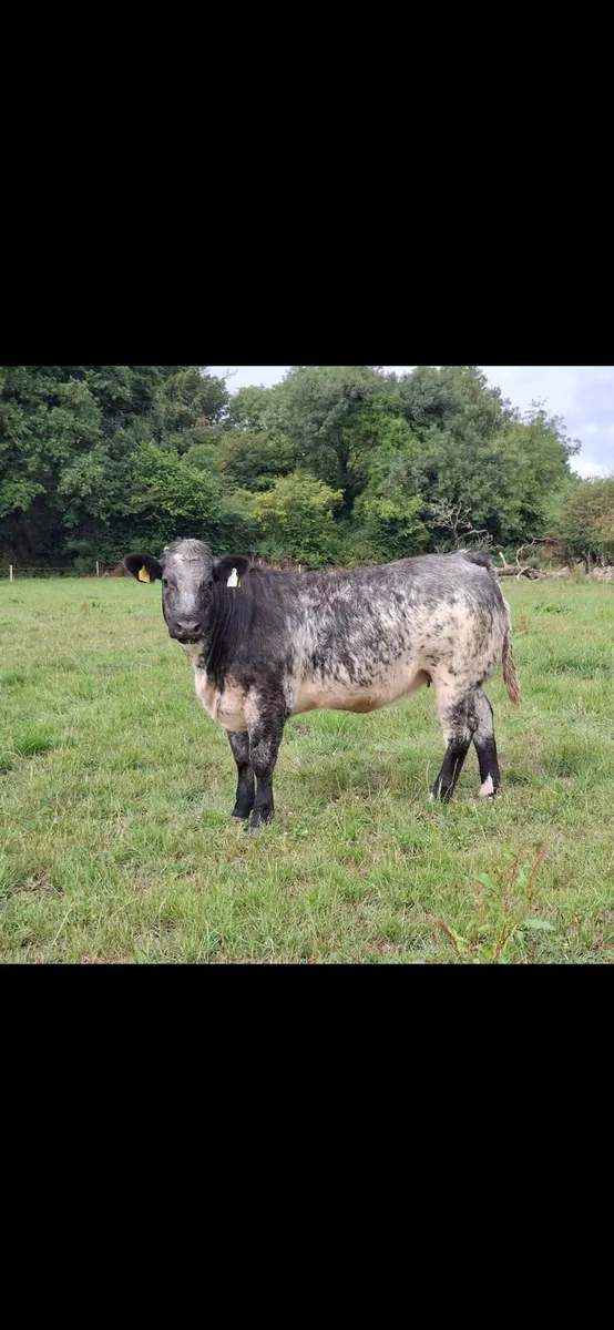 Heifers for BALLA Sat 8th August - Image 1