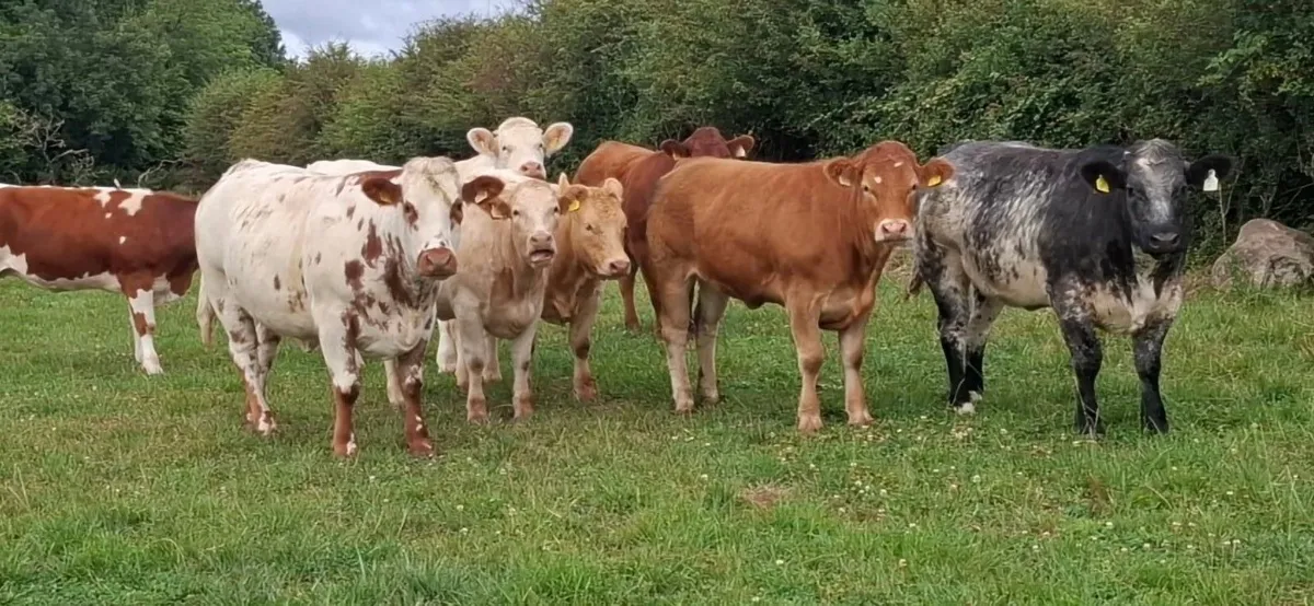 Heifers for BALLA Sat 8th August - Image 4