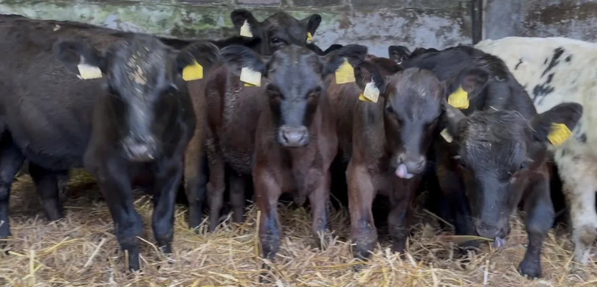 20 smashing bull runners - Image 1