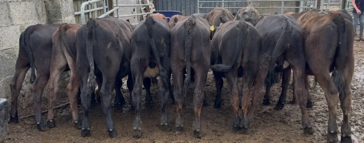 20 smashing bull runners - Image 4