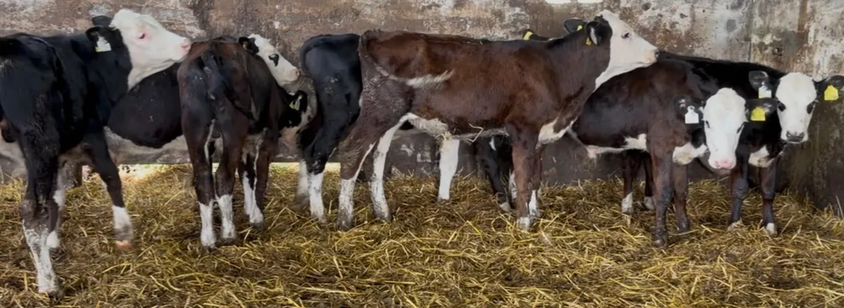 9 HEX bull runners - Image 3