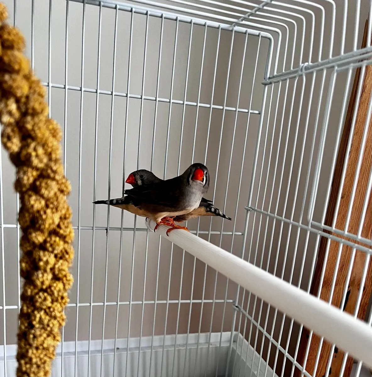 Two young female finches looking for a good home - Image 1
