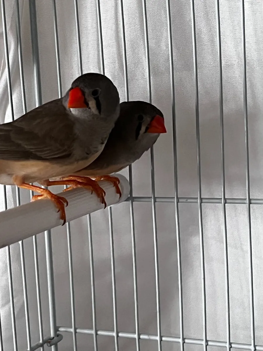 Two young female finches looking for a good home - Image 2