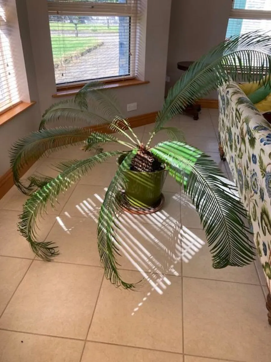 Beautiful, mature, and very large Sago Palm - Image 1