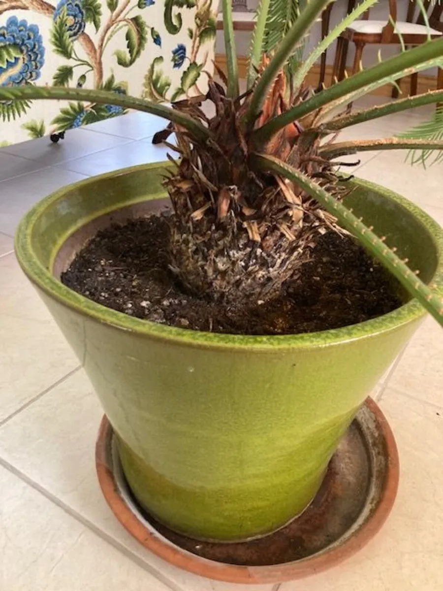 Beautiful, mature, and very large Sago Palm - Image 2