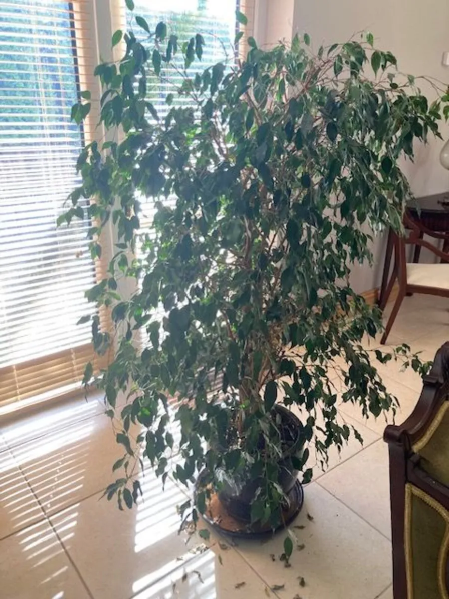 Weeping Fig /  Ficus Benjamina - Image 1