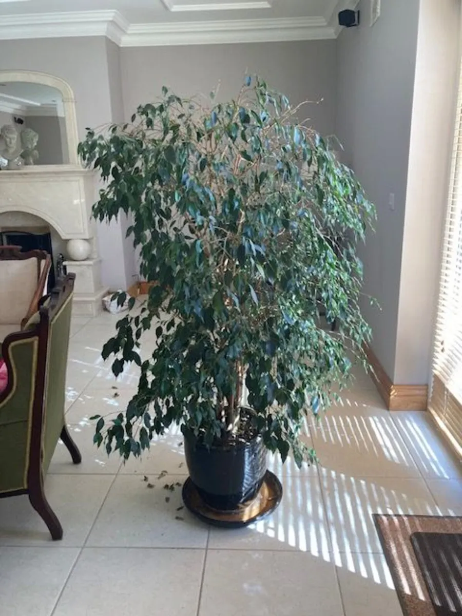 Weeping Fig /  Ficus Benjamina - Image 2