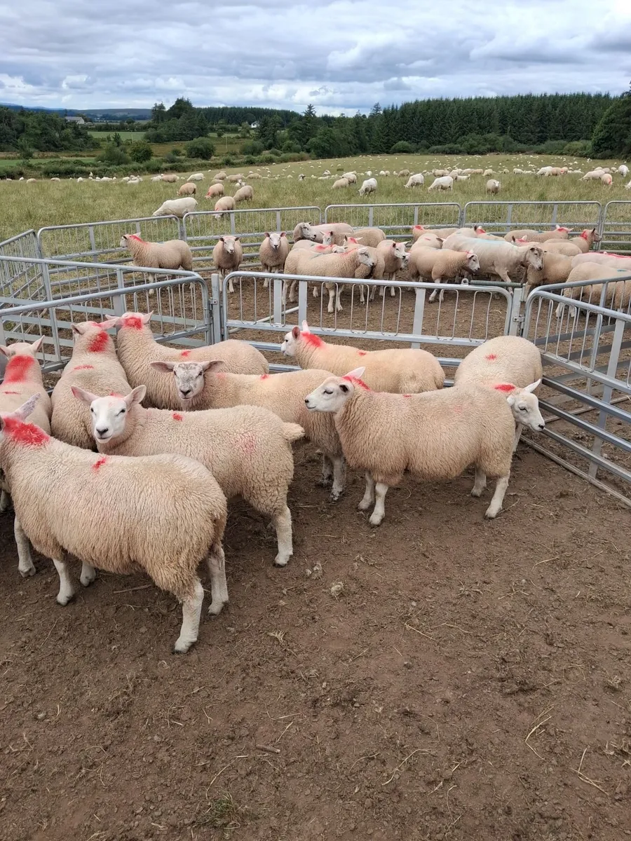 Ewe lambs - Image 3