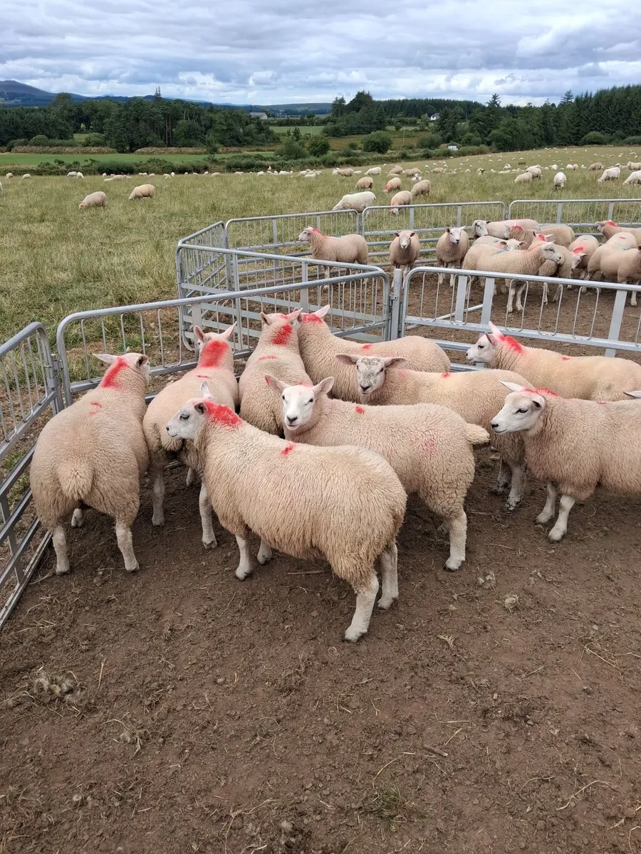 Ewe lambs - Image 1