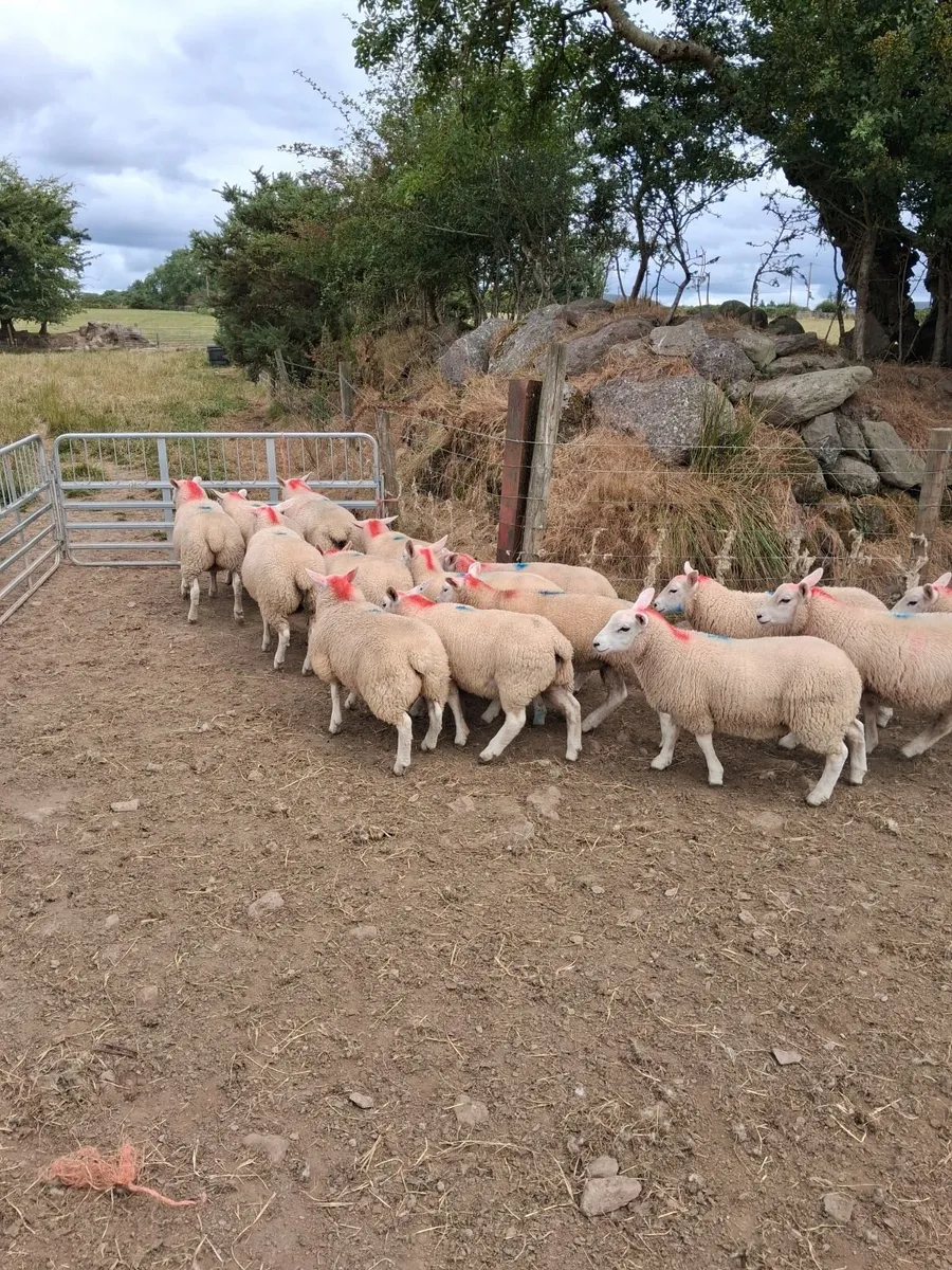 Ewe lambs - Image 2