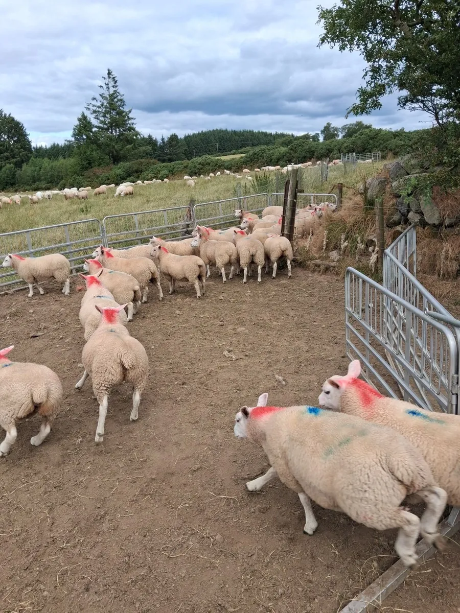 Ewe lambs - Image 4