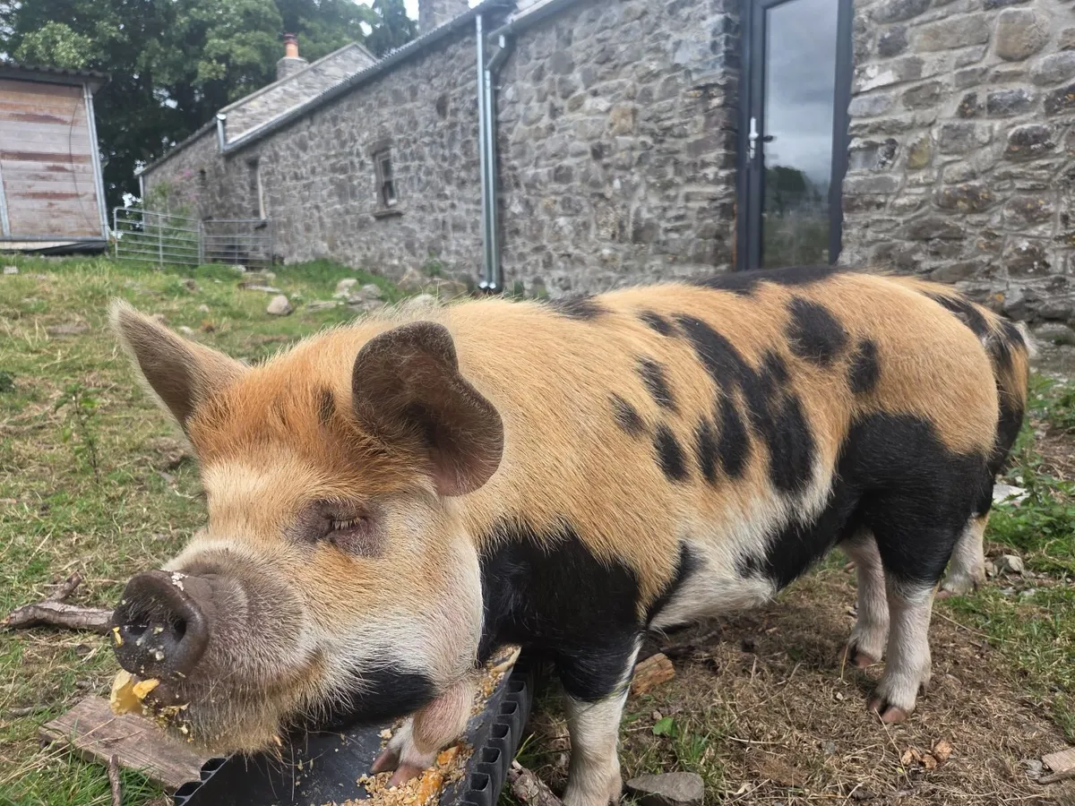 Kunekune kune kune Females - Image 1