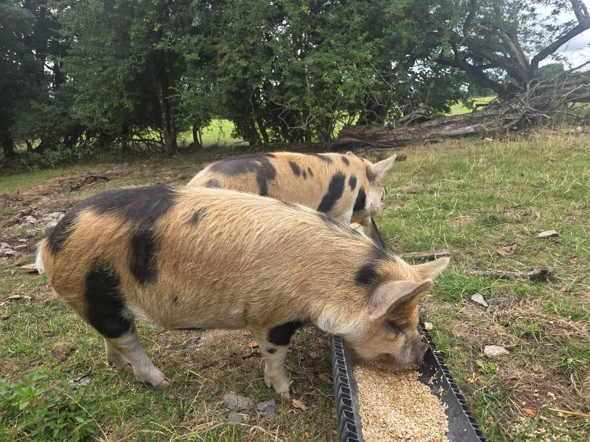 Kunekune kune kune Females - Image 2