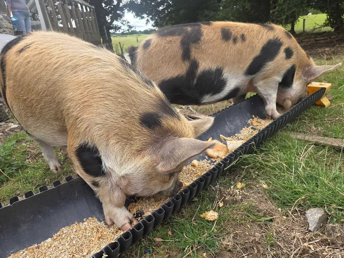Kunekune kune kune Females - Image 3