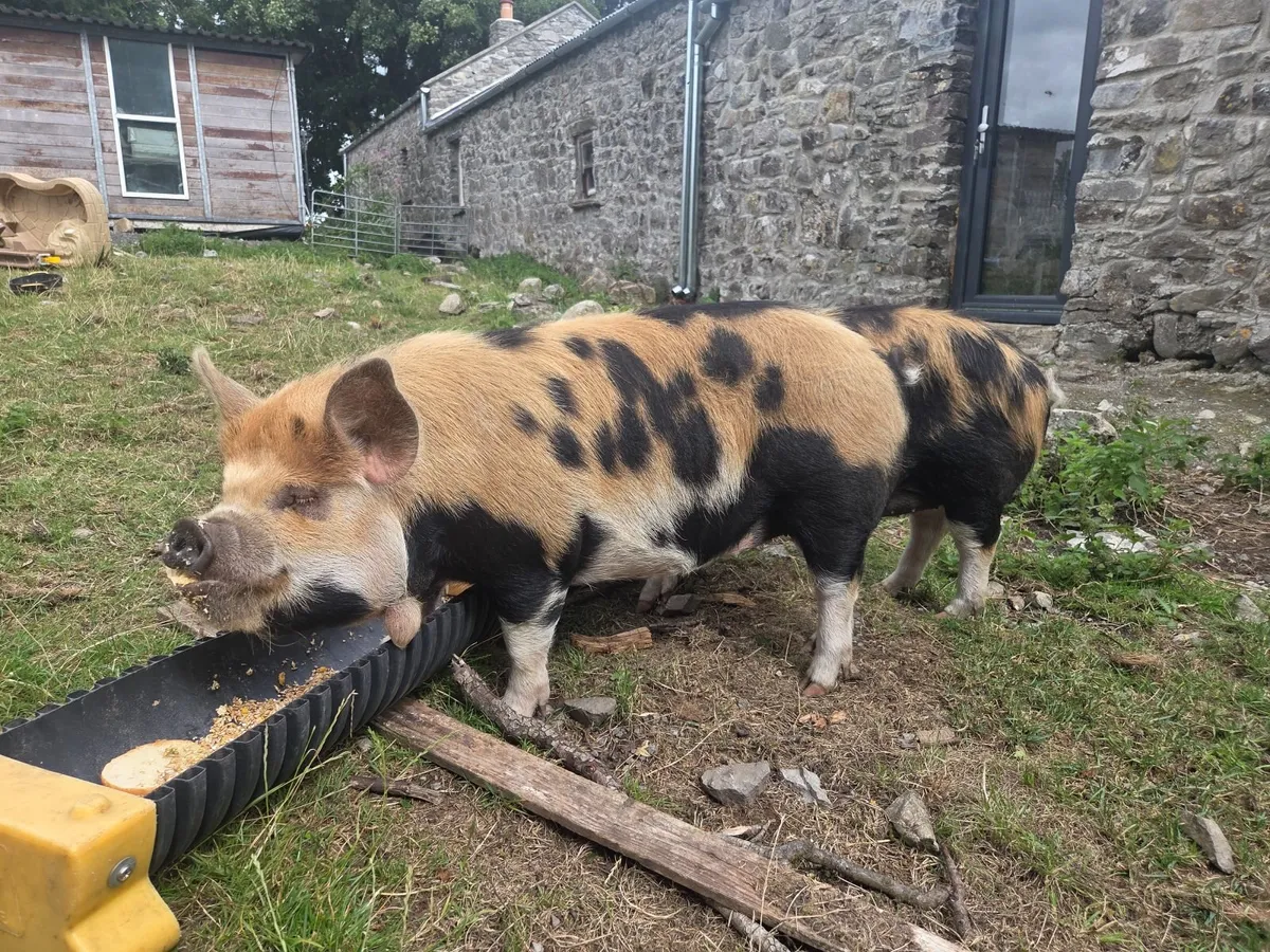 Kunekune kune kune Females - Image 4