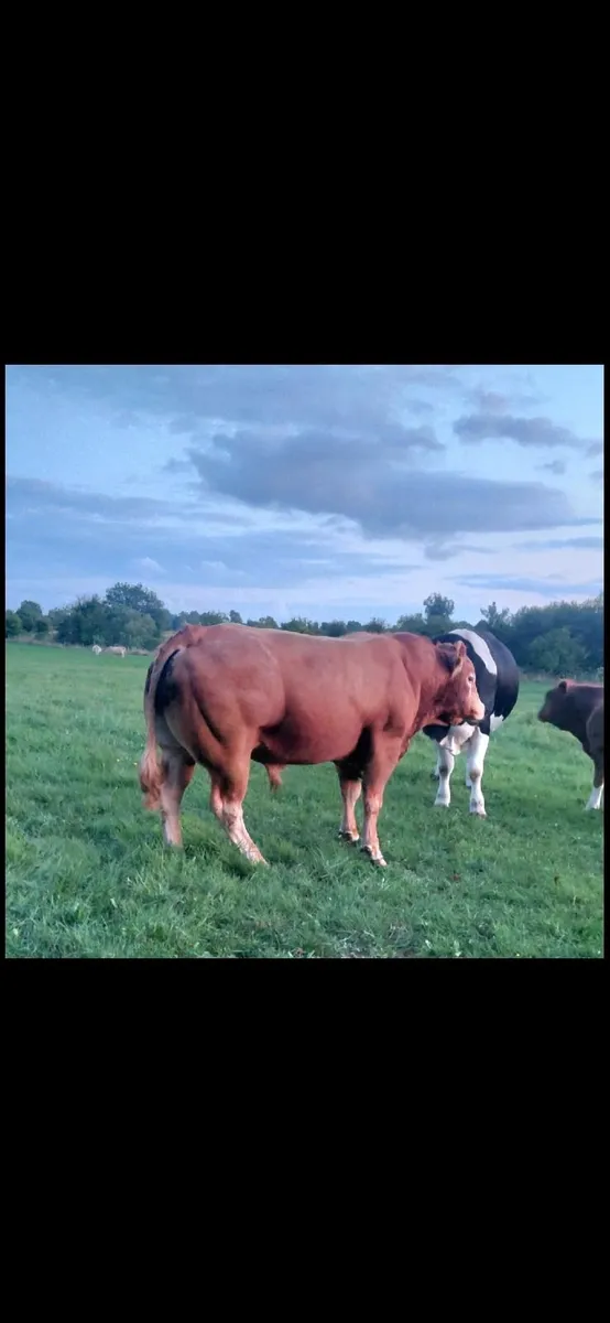 Pedigree 5* Limousin Bull - Image 2