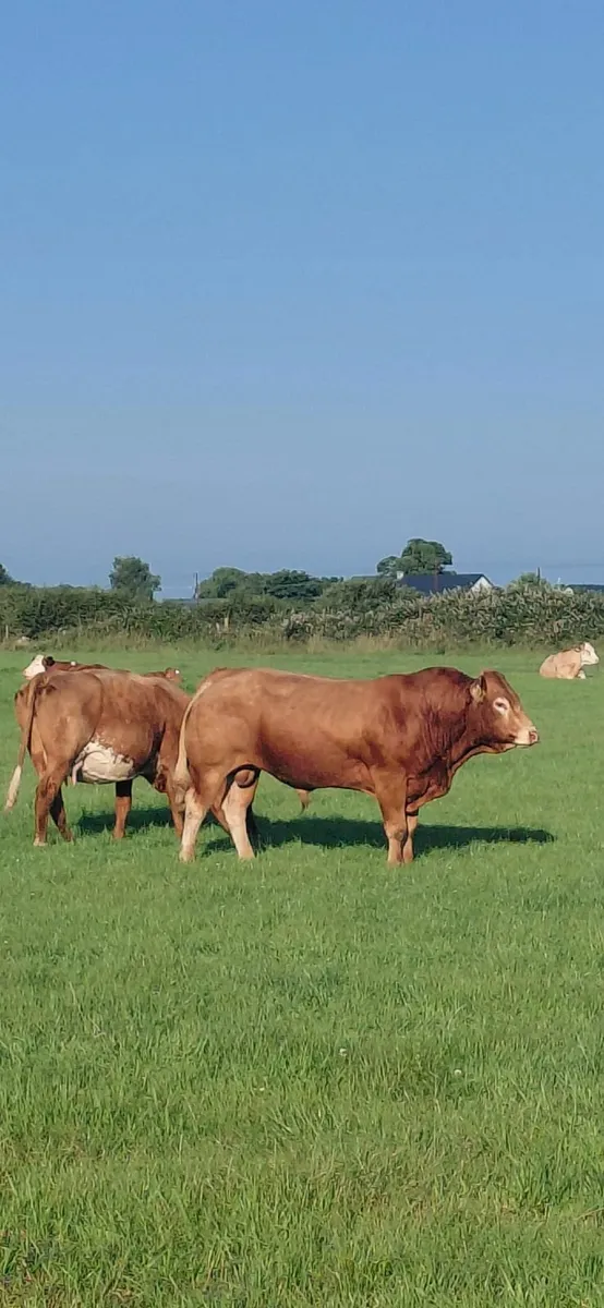 Pedigree 5* Limousin Bull - Image 4