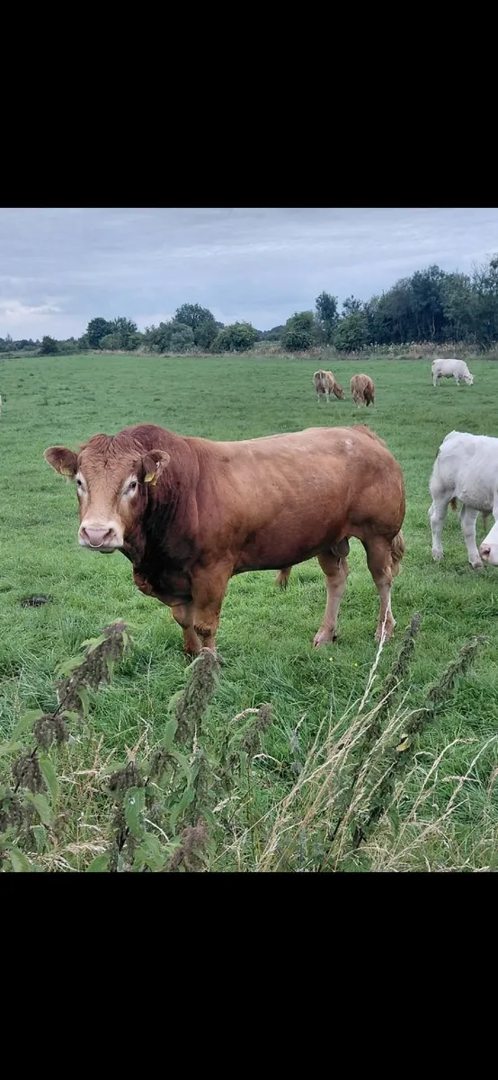 Pedigree 5* Limousin Bull - Image 1