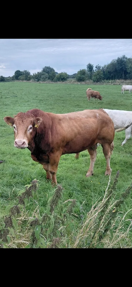 Pedigree 5* Limousin Bull - Image 3