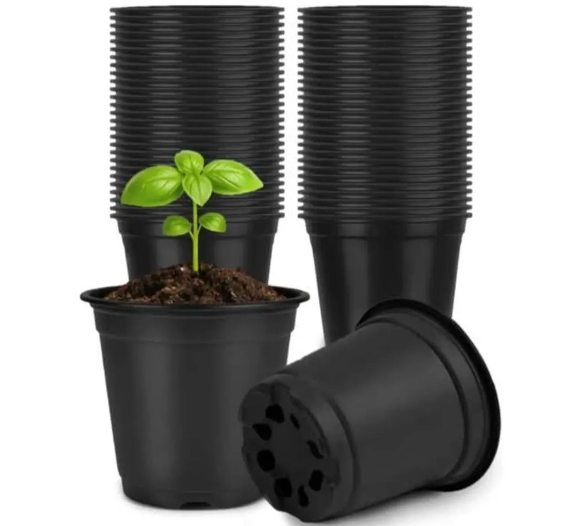BLACK POTS AND LAURELS - Image 1