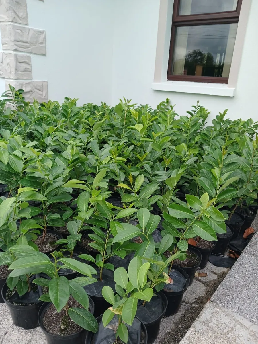 BLACK POTS AND LAURELS - Image 2