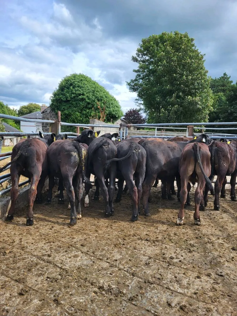 Bulls - Image 1