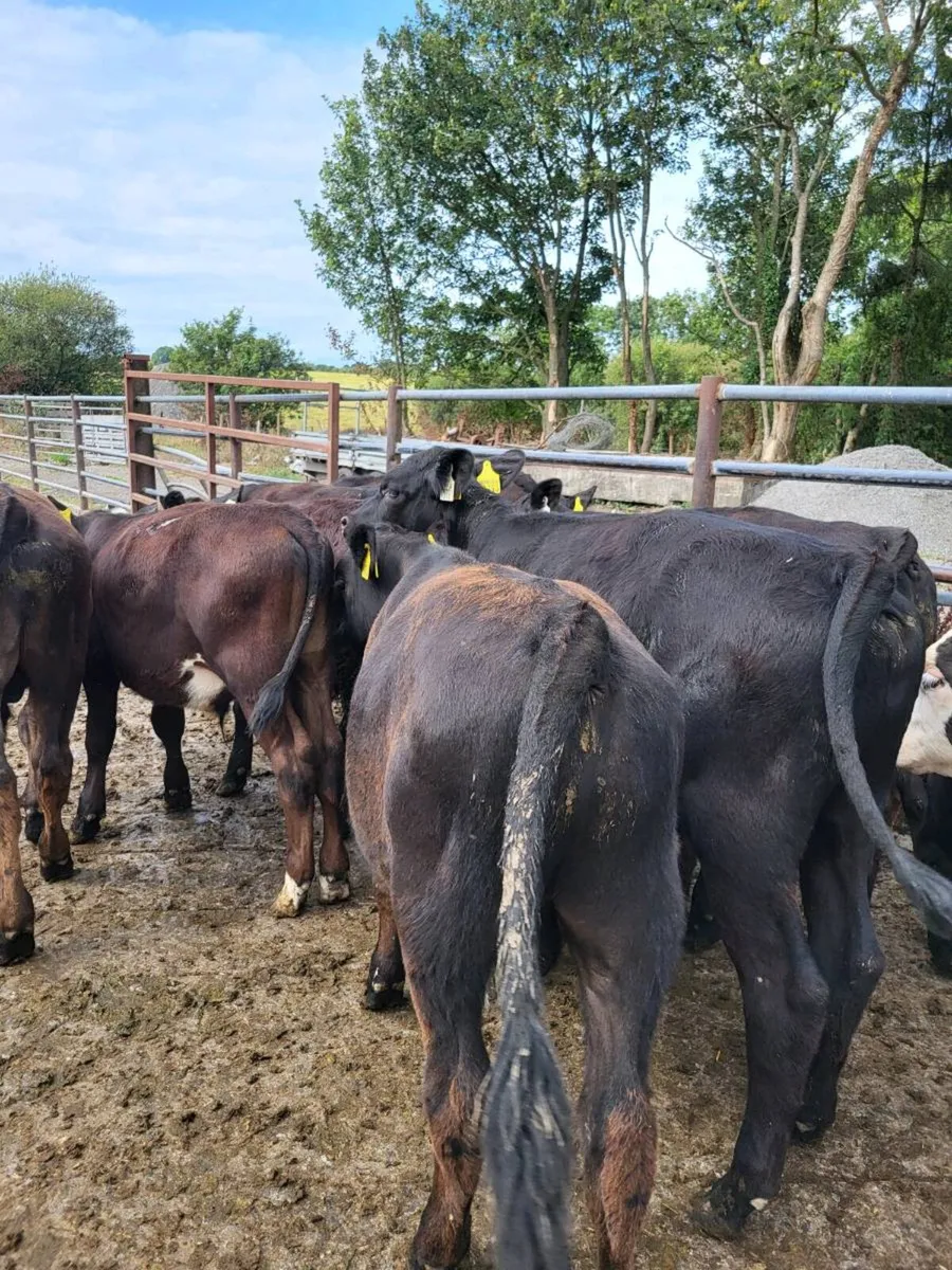 Bulls - Image 4