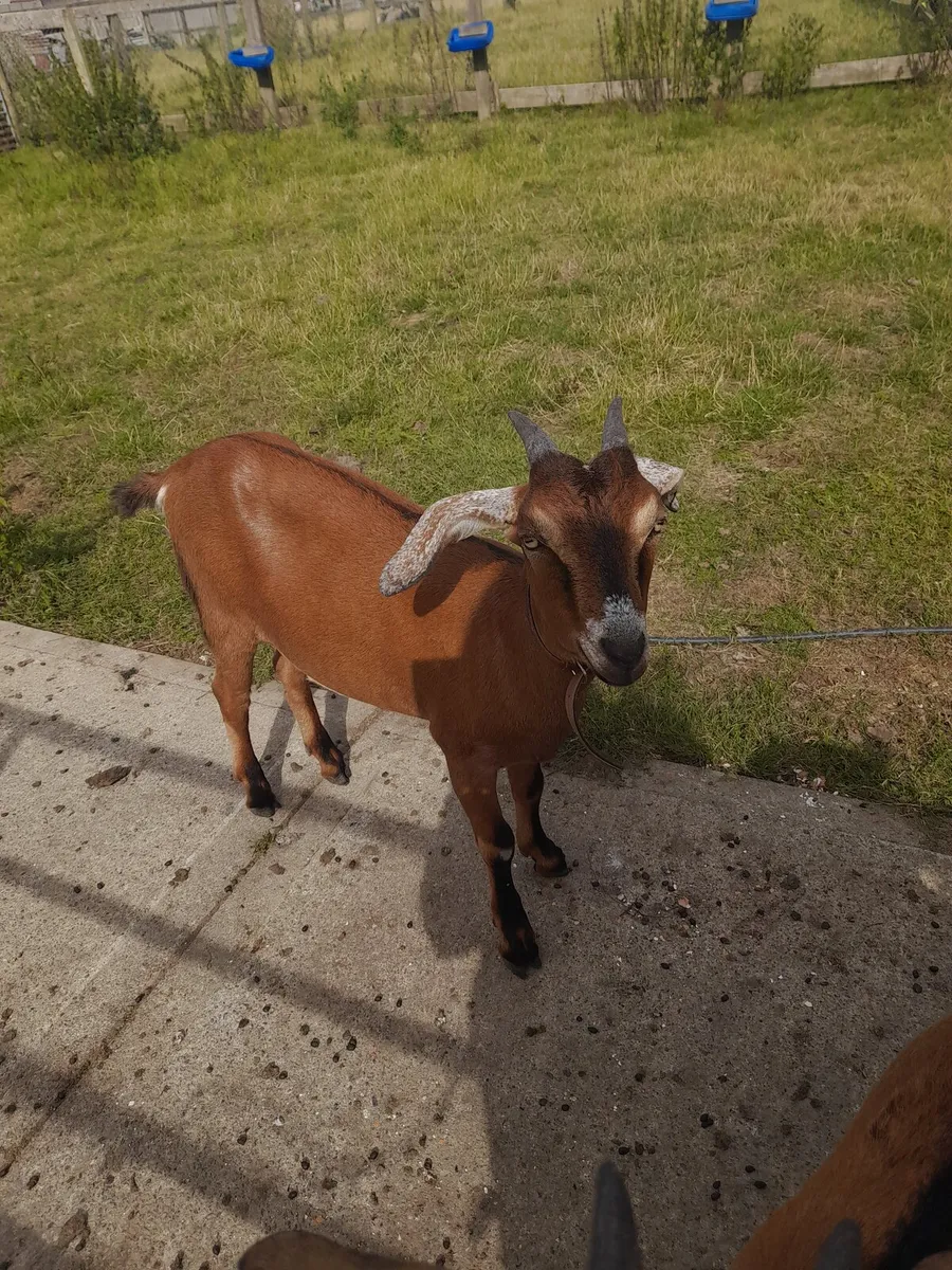 Goats