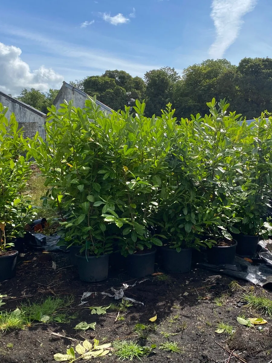 POTTED LAUREL HEDGING 5-6FT ( FINAL 300 PLANTS) - Image 2