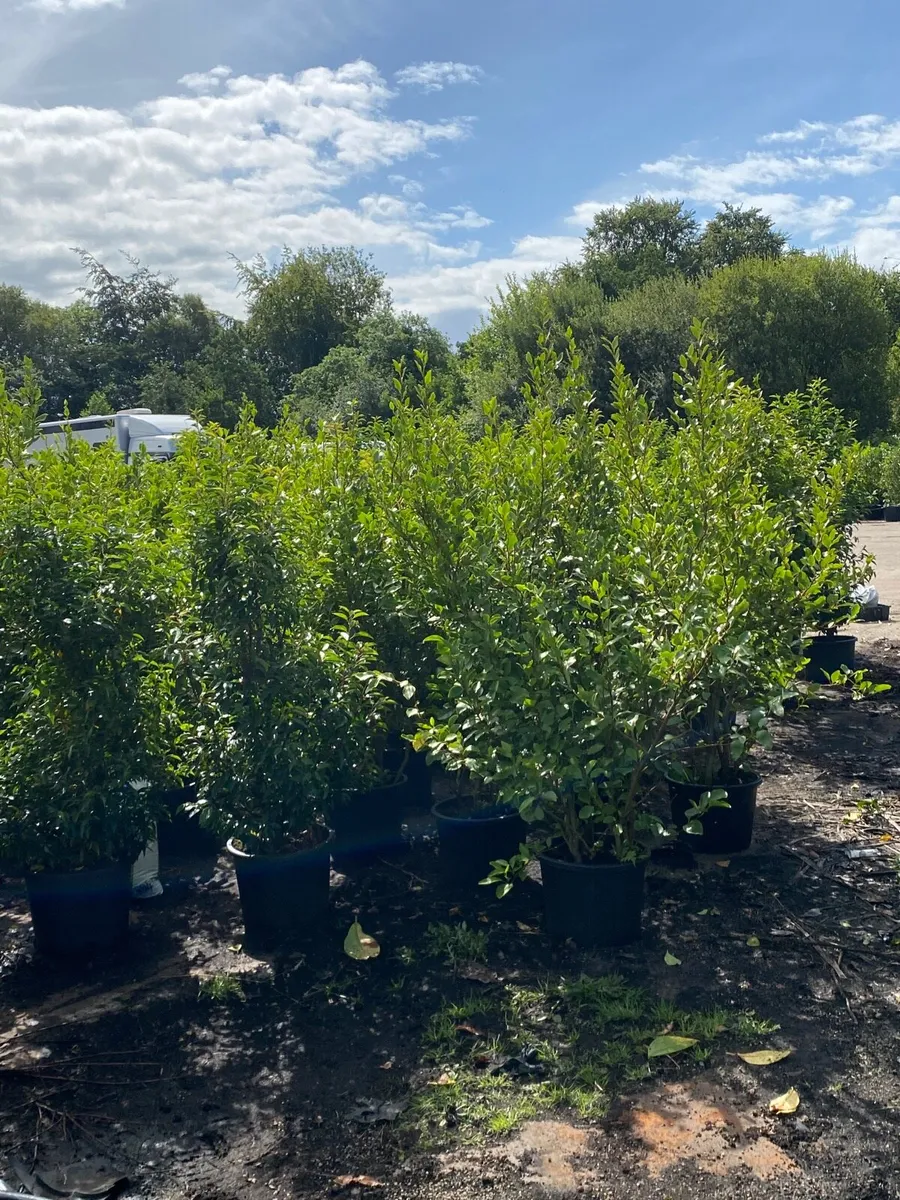 POTTED LAUREL HEDGING 5-6FT ( FINAL 300 PLANTS) - Image 3