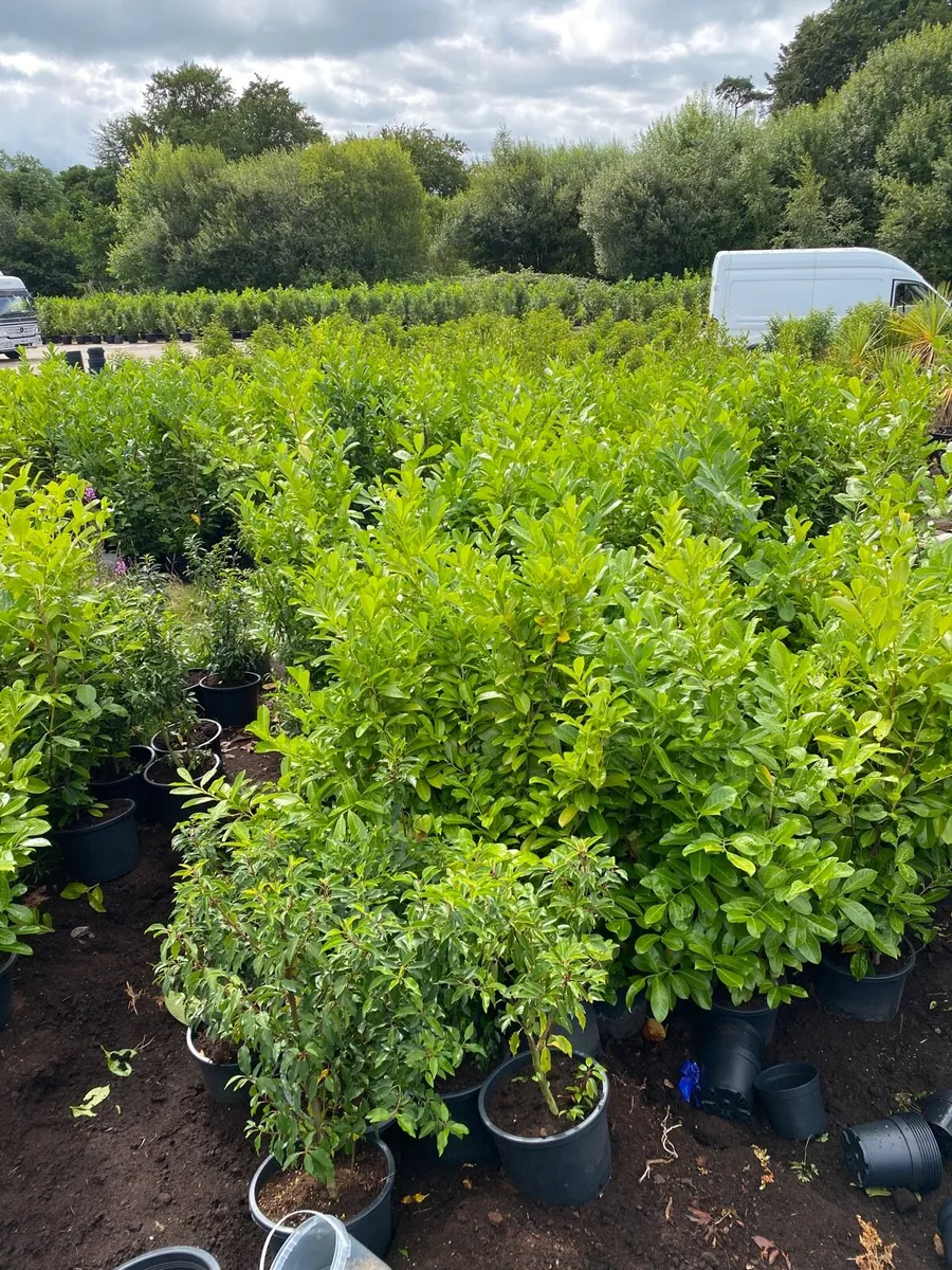 POTTED LAUREL HEDGING 5-6FT ( FINAL 300 PLANTS) - Image 1