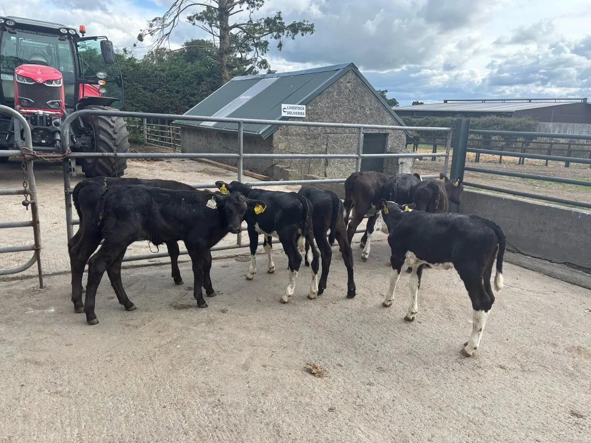 8 super strong Angus and Hereford heifers - Image 1