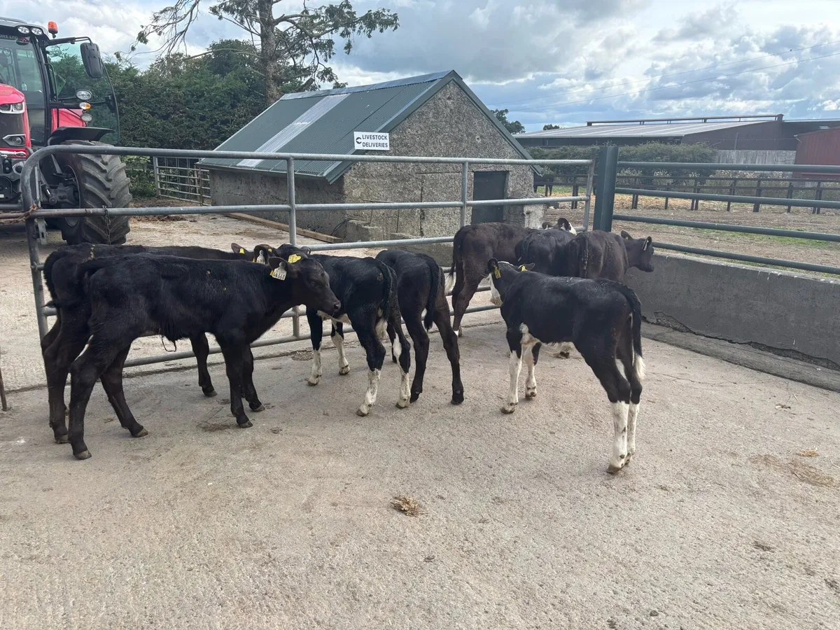 8 super strong Angus and Hereford heifers - Image 2
