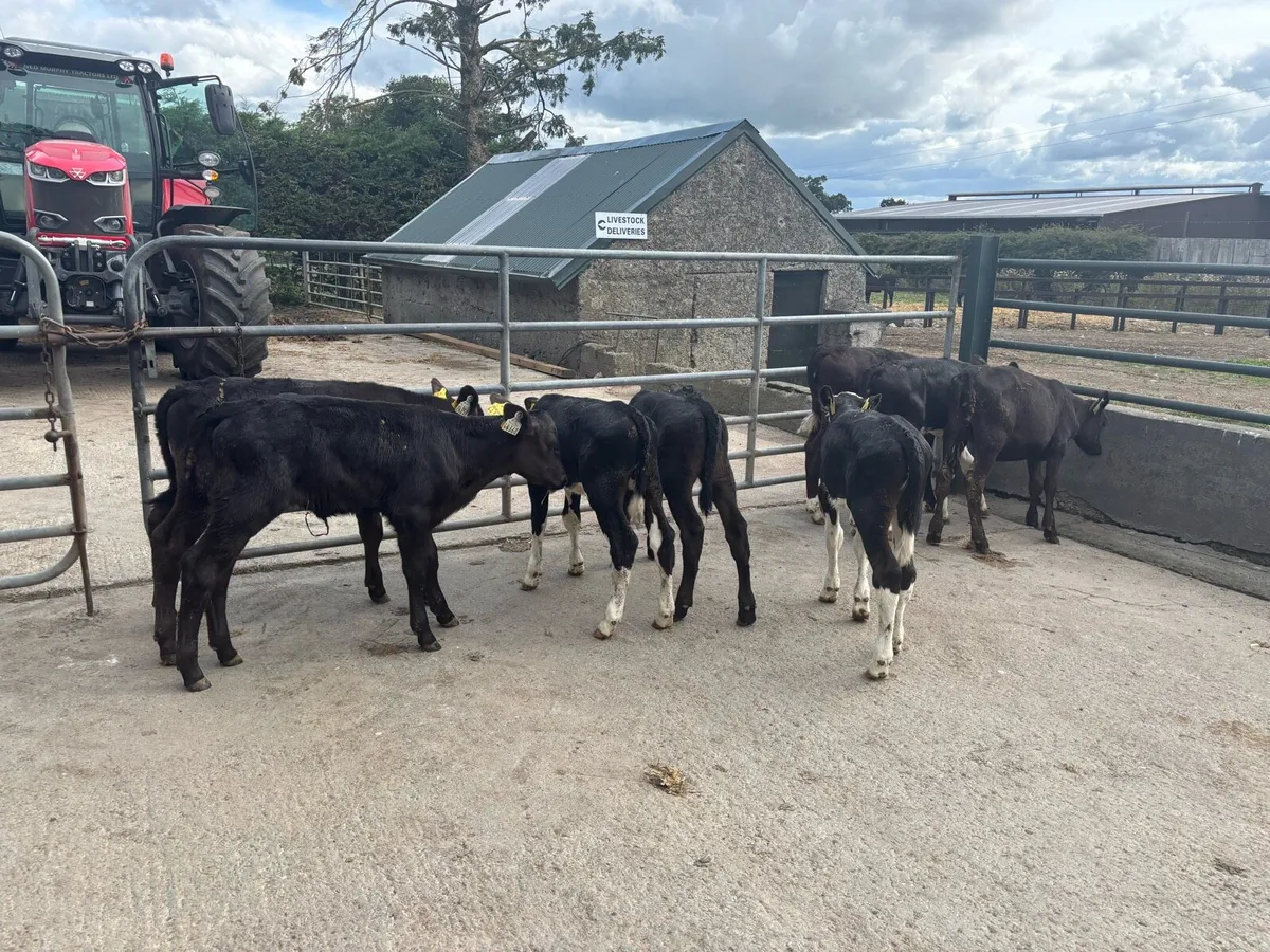 8 super strong Angus and Hereford heifers - Image 3