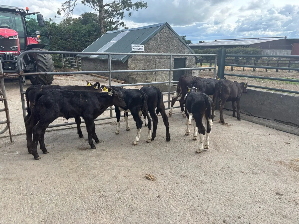 8 super strong Angus and Hereford heifers - Image 4