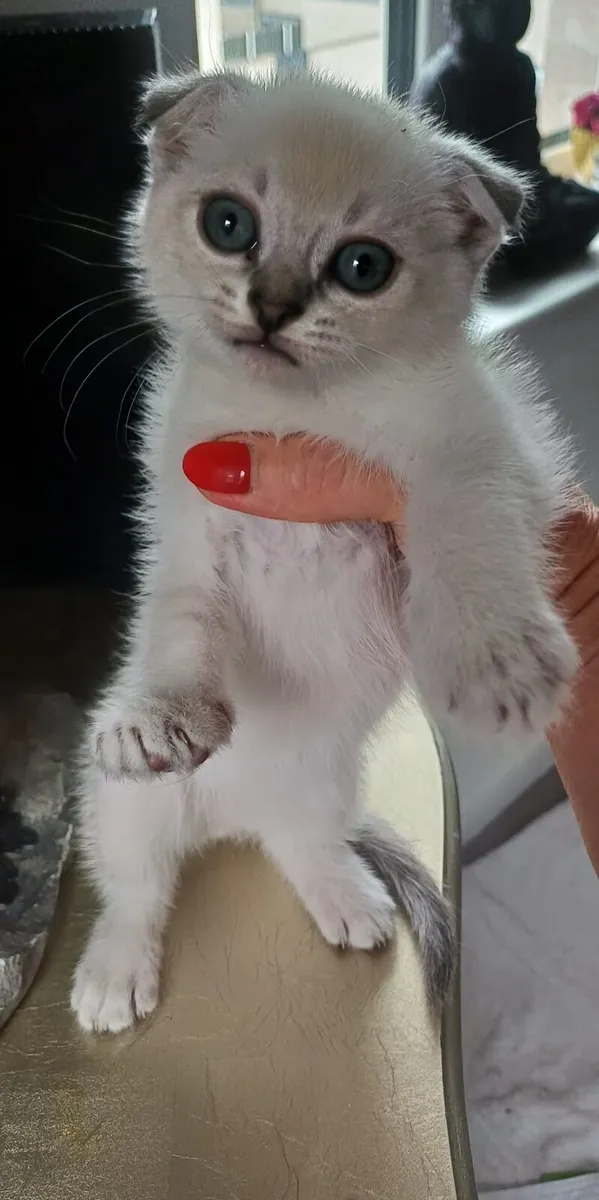 Amazing Purebred British and Scottish fold kittens - Image 2