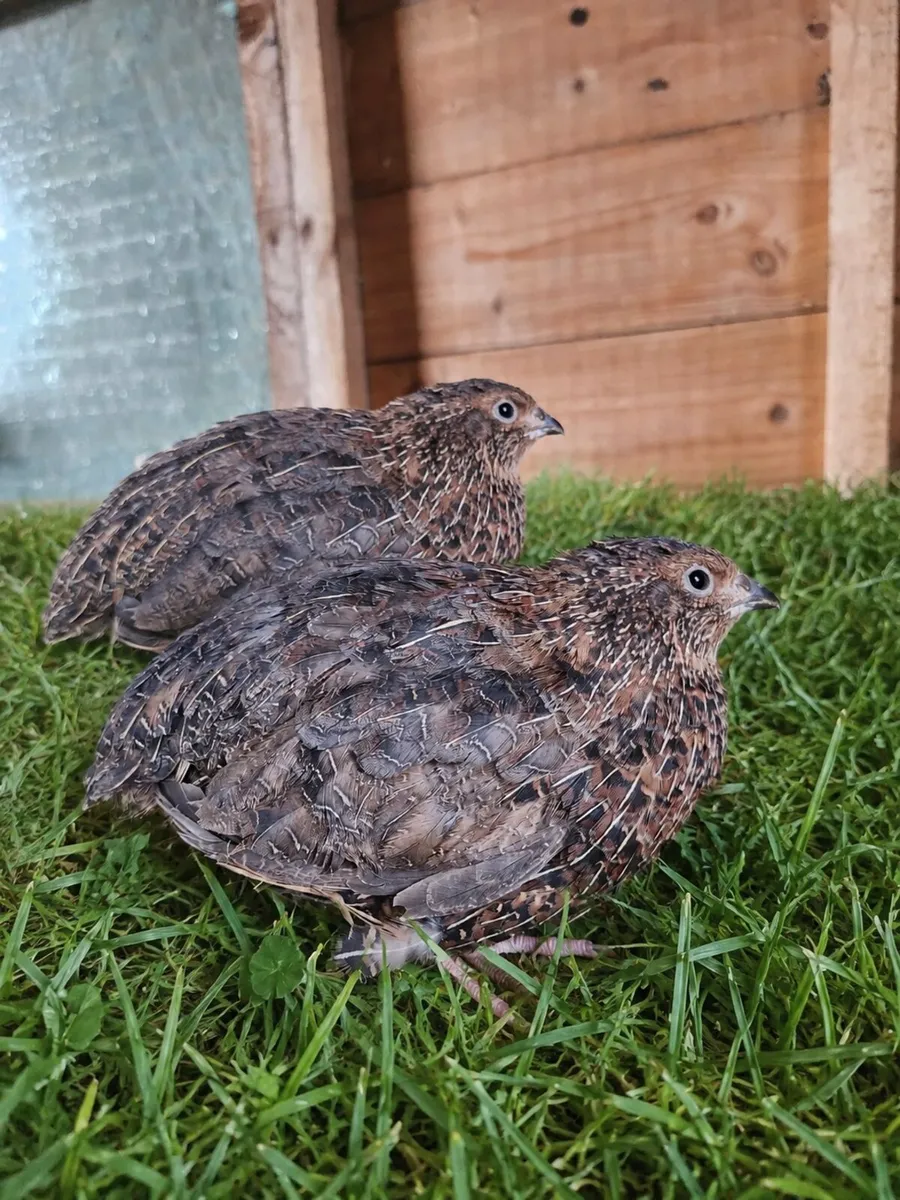 Quail roosters