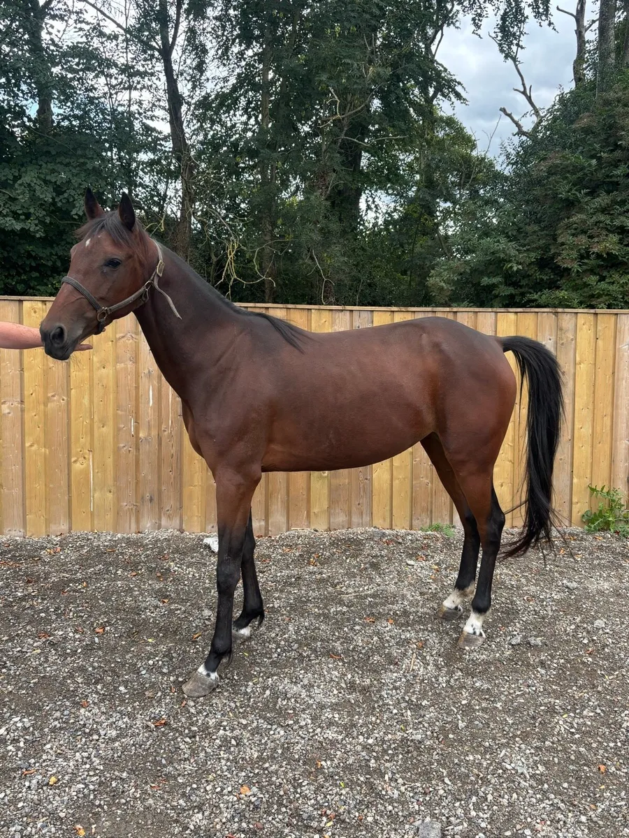 Standard bred mare - Image 1