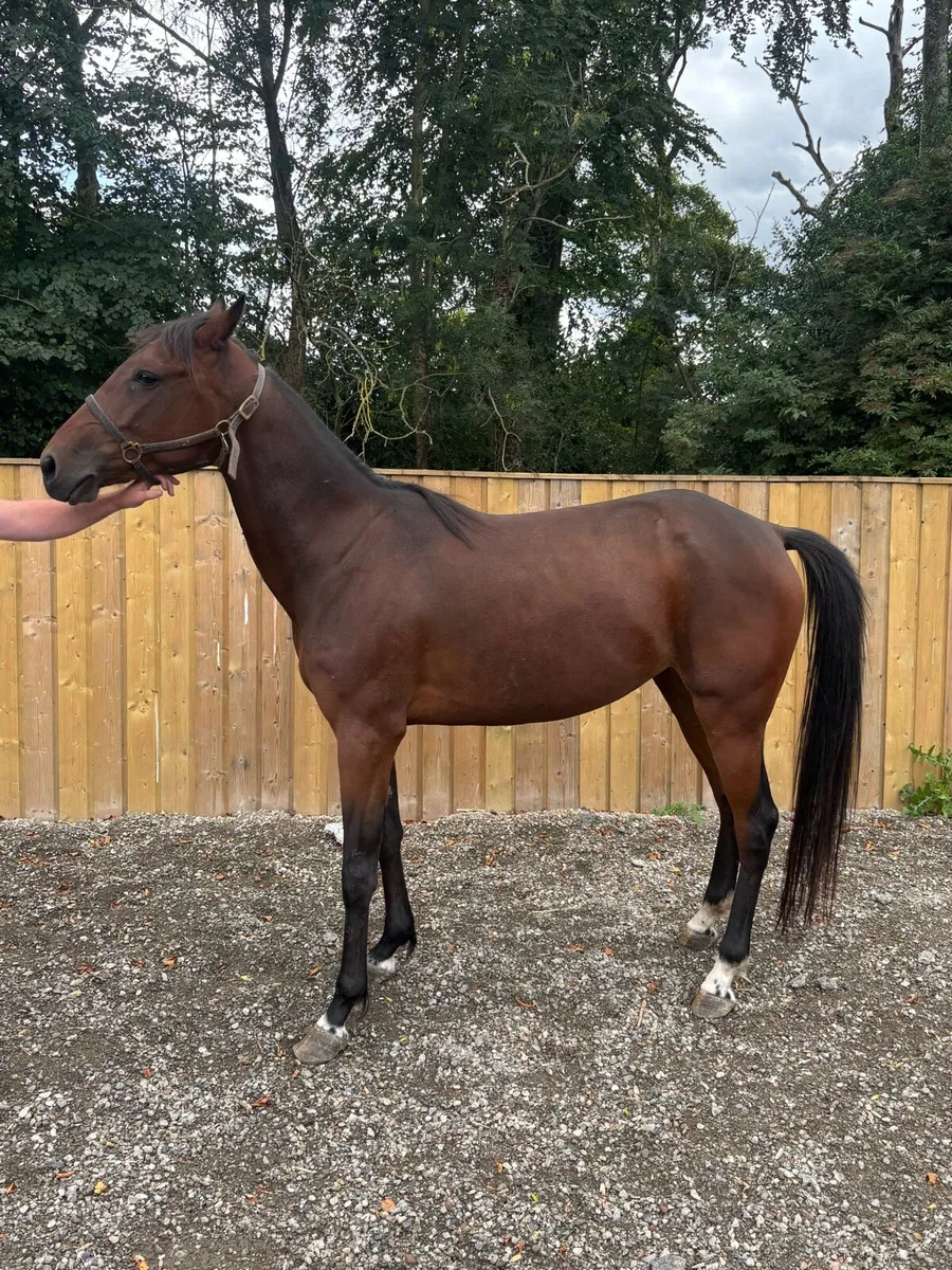 Standard bred mare - Image 3