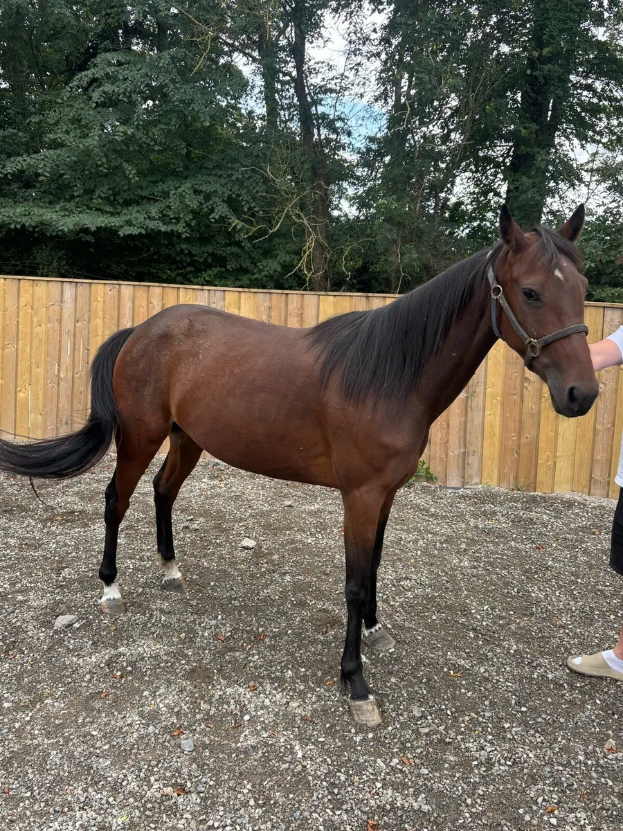 Standard bred mare - Image 2