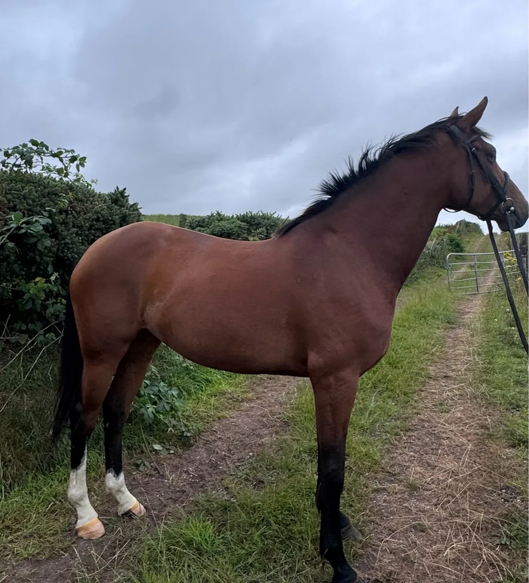 Tyson Mare - Image 1