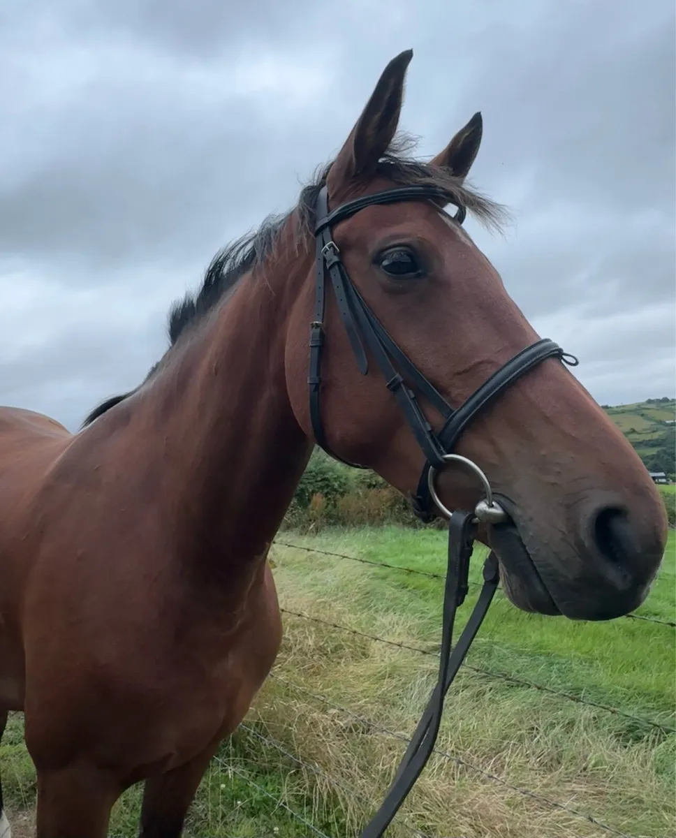 Tyson Mare - Image 3