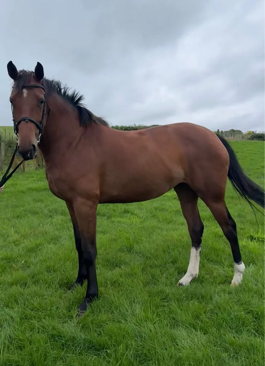 Tyson Mare - Image 2