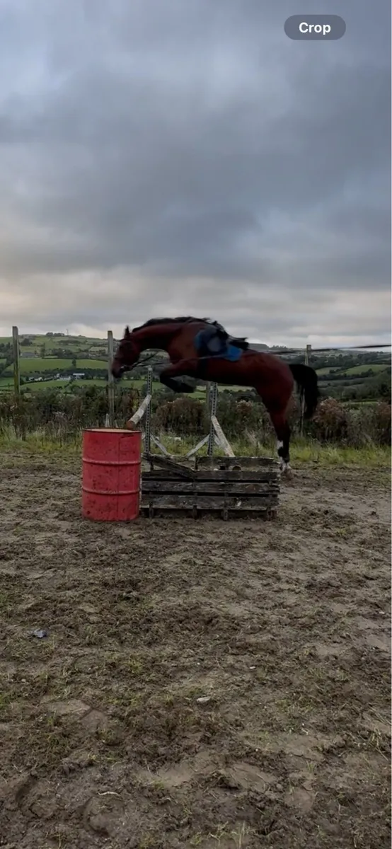 Tyson Mare - Image 4