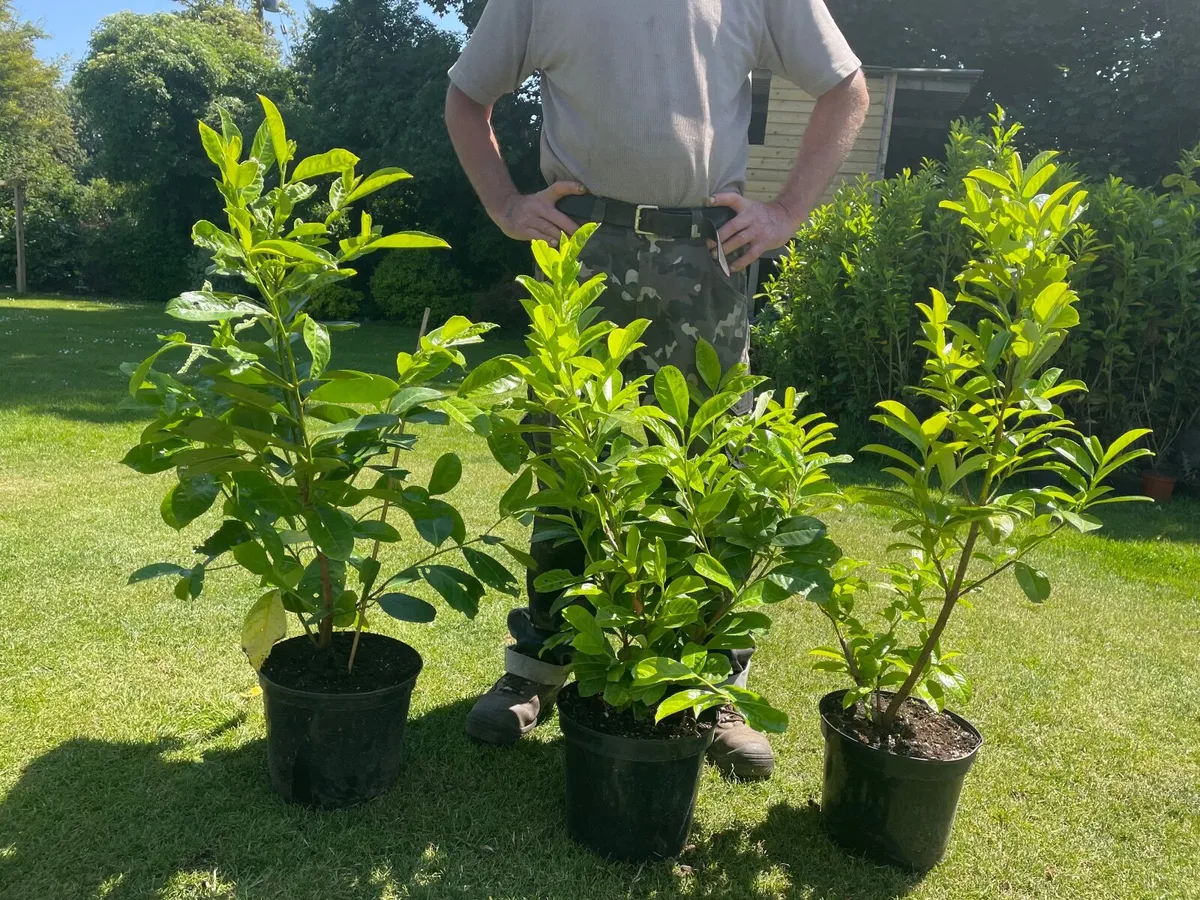 Laurel Hedging **Summer Discounts** - Image 3